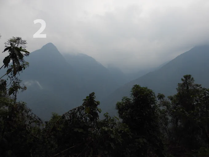 Upper Yungas forest in mist
