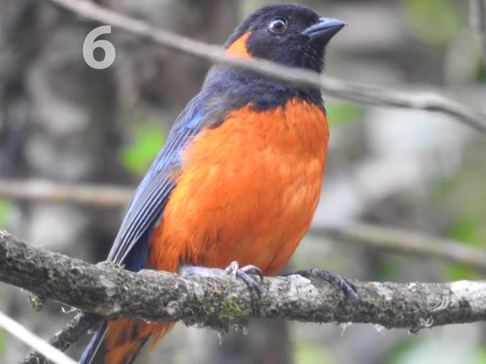 Scarlet-bellied Mountain Tanager