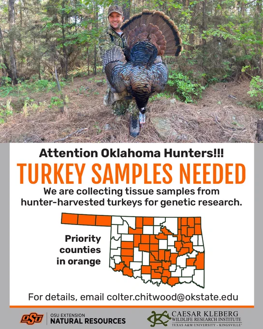 Visual shows a photo of a male hunter holding up a harvested tom turkey while kneeling on the edge of forested habitat. A map of Oklahoma showing priority counties in orange is included. All text on visual is repeated in the caption and tweet thread.
