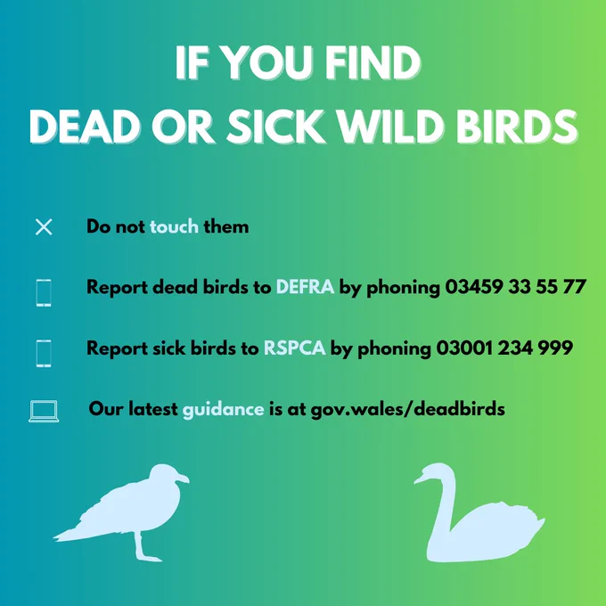 A graphic with advice on what to do if you find dead or sick wild birds.