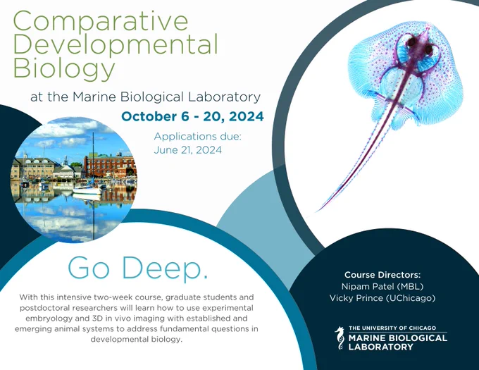 A post card describing the Comparative Developmental Biology course at the Marine Biological Laboratory. Oct. 6 - 20, 2024. Applications Due June 21, 2024. go.mbl.edu/CDB