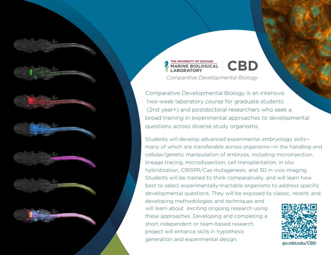 A post card describing the Comparative Developmental Biology course at the Marine Biological Laboratory. Oct. 6 - 20, 2024. Applications Due June 21, 2024. Full information at: go.mbl.edu/CDB