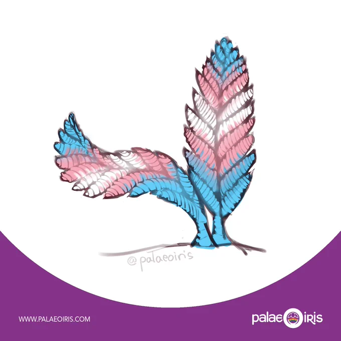 A coloured sketch of Charnia organism from the Ediacara fauna. It is coloured in the colours of the Transgender Pride Flag