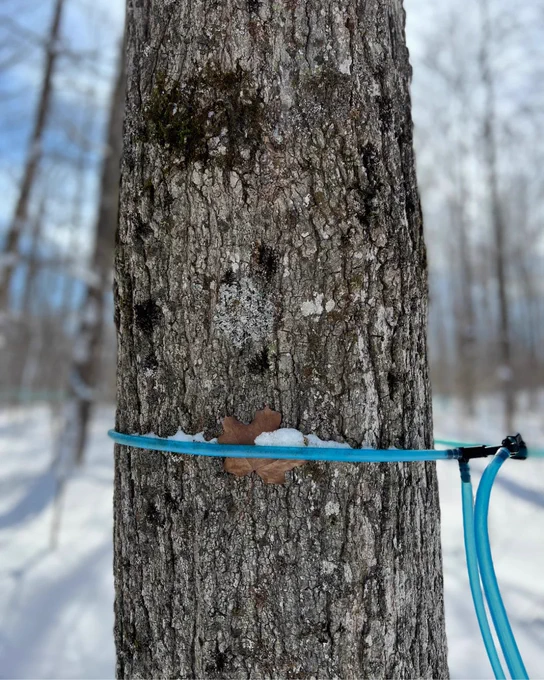 A tapped maple tree at Beaver Valley Maple