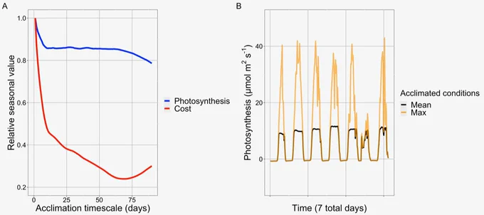 Graphs showing (A) the relative costs (red) and benefit (blue) of different acclimation speeds, with faster acclimation times on the left of the figure and (B) the difference in photosynthesis if acclimation is to mean (black) versus maximum (orange) light conditions. Together, these figures illustrate the costs and benefits of different acclimation strategies.