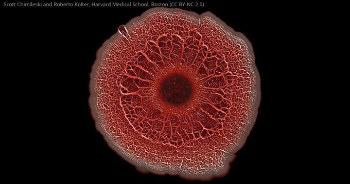 coral coloured and textured pseudomonas bacterial biofilm on black background