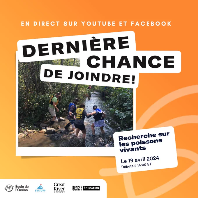 Quatre personnes portant un gilet de sauvetage se tiennent les bras en descendant dans le ruisseau vers un filet qui est tenu par deux autres personnes. Le texte sur le côté de la photo se lit comme suit: En directe sur Youtube et Facebook. Recherche sur les poissons vivants avec le River Institute. Le 19 avril 2024. Débute à 14:00 EST. Dernière chance de joindre!