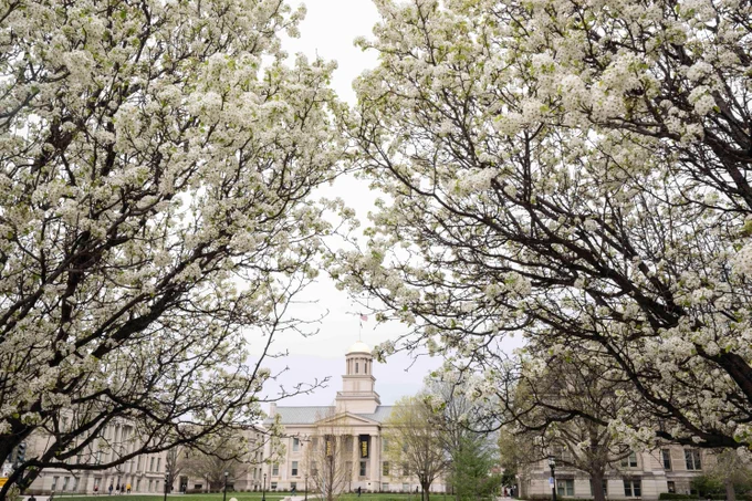 Photo of the Old Capitol Buidling with blooming trees in front.