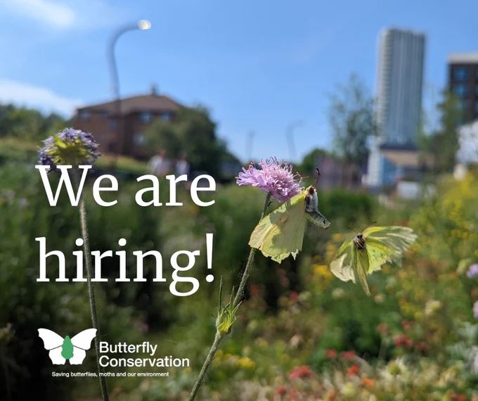 Two Brimstone butterflies flying around a scabious flower with urban buildings and road in the background. Text reads 'We are hiring!' with Butterfly Conservation logo