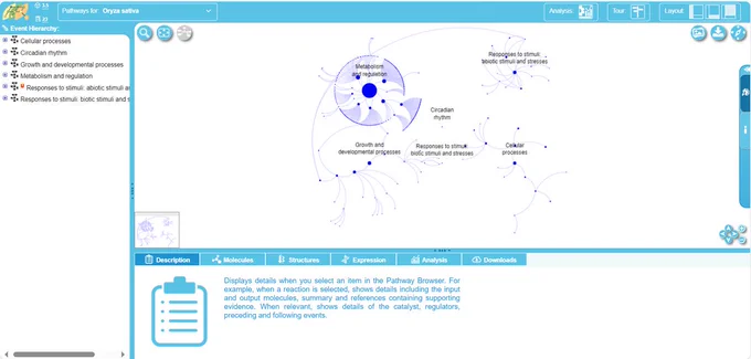 Image of the pathway browser from the Plant Reactome.