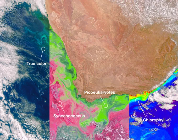 Three panel image with brown land in the top right corner and ocean below.The section to the left shows the ocean in true color. The ocean is dark blue, near the coastline swirls of teal and green begin to form – a phytoplankton bloom. The middle section of the image is shown in pink further out and green near the shore. The right section of the image is shown in reds, yellows, and greens closer to the shore and dark blues and purples further out. 