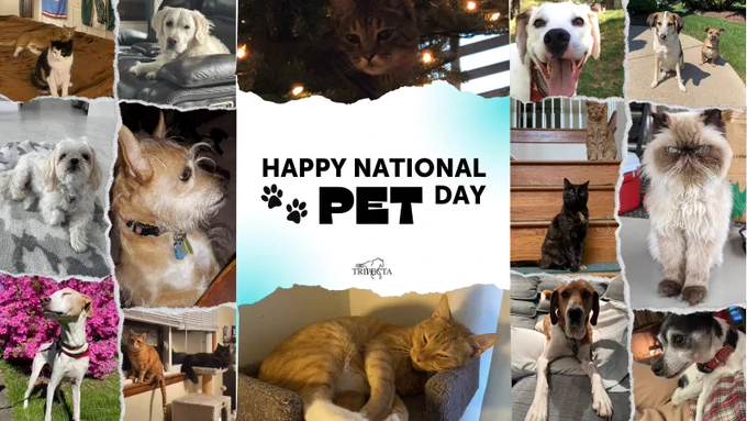cats and dogs