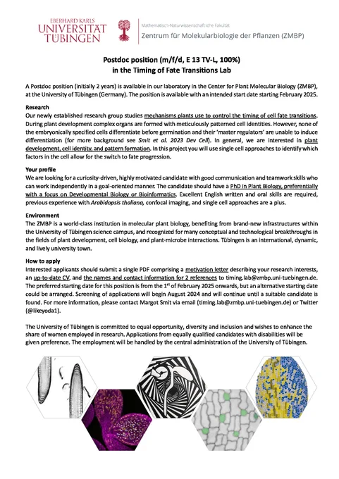 Job ad text, truncated: 

Postdoc position (m/f/d, E 13 TV-L, 100%) in the Timing of Fate Transitions Lab
A Postdoc position (initially 2 years) is available in our laboratory in the Center for Plant Molecular Biology (ZMBP), at the University of Tübingen (Germany). The position is available with an intended start date starting February 2025. 
Your profile
We are looking for a curiosity-driven, highly motivated candidate with good communication and teamwork skills who can work independently in a goal-oriented manner. The candidate should have a PhD in Plant Biology, preferentially with a focus on Developmental Biology or Bioinformatics. Excellent English written and oral skills are required, previous experience with Arabidopsis thaliana, confocal imaging, and single cell approaches are a plus.

For the full ad see our website https://tinyurl.com/fkf2wukn