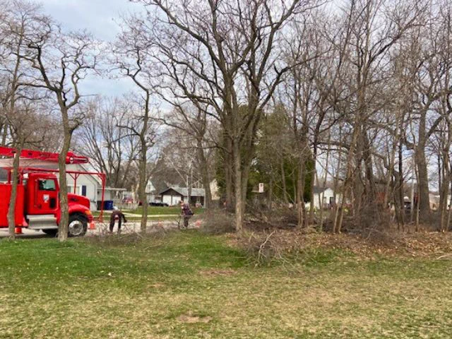 Clearing invasives & trimming healthy trees