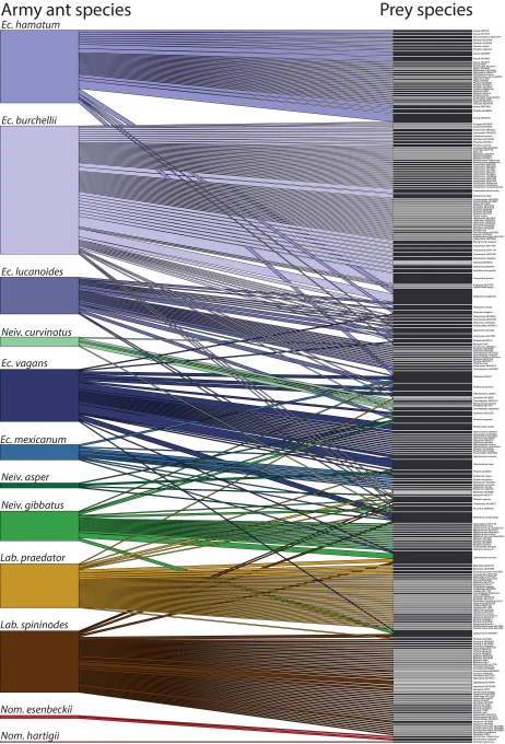 Army ant - ant prey network 