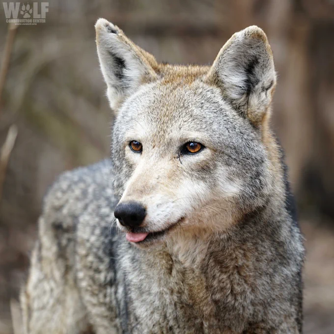 Red wolf sticking out his tongue 