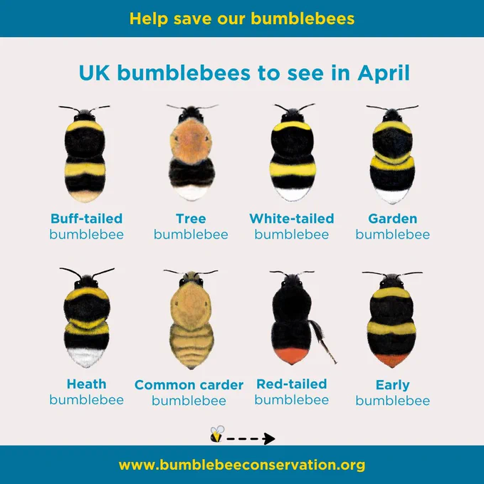 UK bumblebees to see in April. Eight graphics showing the ID for queen bumblebees.