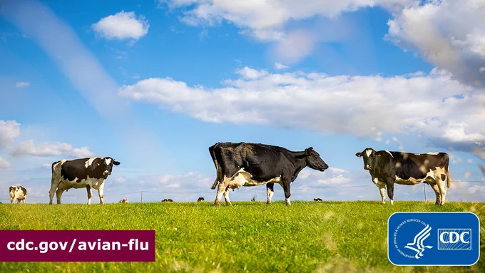 Three large black and white spotted dairy cows stand in a green field next to each other. There are other cows in the distance. In the bottom left-hand corner, text overlay says "cdc.gov/avian-flu" and in the bottom right-hand corner is the CDC logo.  