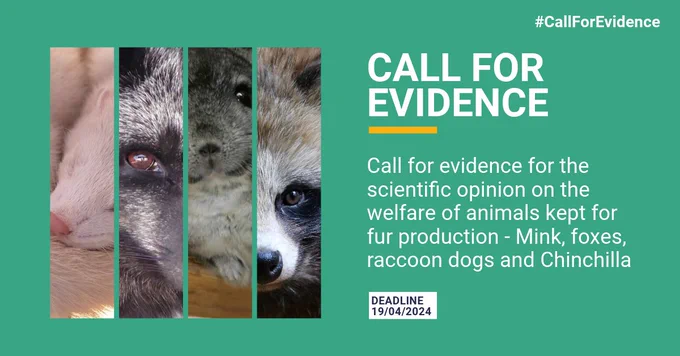 Card saying: "Call for evidence for the scientific opinion on the welfare of animals kept for fur production -Mink, foxes, raccoon dogs and Chinchilla"

Deadline 19 April 2024
