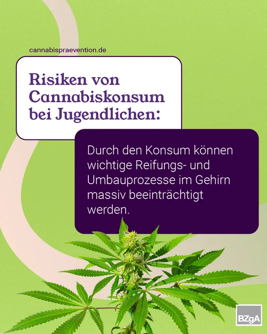 Auf dem Bild steht: cannabispraevention.de. Risiken von Cannabiskonsum bei Jugendlichen: Durch den Konsum können wichtige Reifungs- und Umbauprozesse im Gehirn massiv beeinträchtigt werden. Zu sehen ist eine Cannabispflanze.