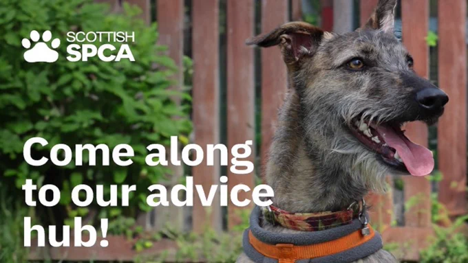 A picture of a dog sitting outside with its mouth opened and its tongue hanging out and the text 'Come Along to Our Advice Hub!' The Scottish SPCA logo is shown on the top left-hand corner which includes a white paw.