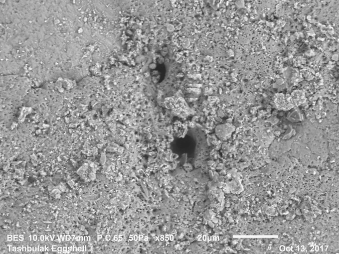 The breathing pore of an ancient eggshell fragment. The morphology of these breathing pours helps with the identification.