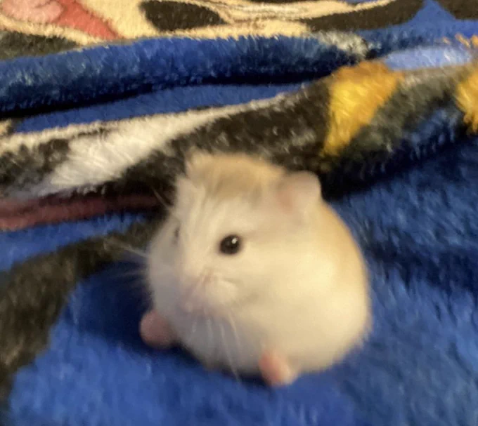 A Kirby ass looking hamster sits on a blanket. It looks like he has round feetsies like Kirby.


Source: teenofdenials via Twitter, 2021.