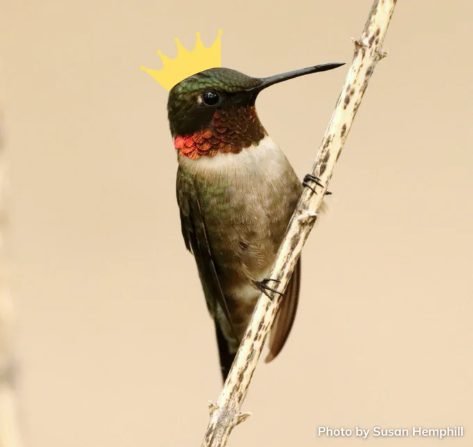 A male Ruby-throated Hummingbird perches his mighty rump on a twig worthy enough to support his powerful stature (total length: 2.8-3.5 in). All hail.