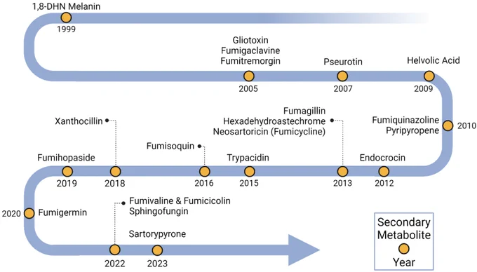 Timeline of BGC characterization in Aspergillus fumigatus. Yellow dots indicate secondary metabolites linked to BGCs and the years when their linkages were identified.