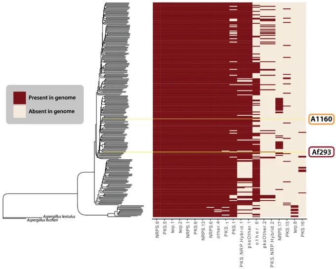 Never before documented BGCs identified in this study. The heatmap shows the presence (red) or absence (cream) of all novel/unknown gene cluster families found in the A. fumigatus isolates.