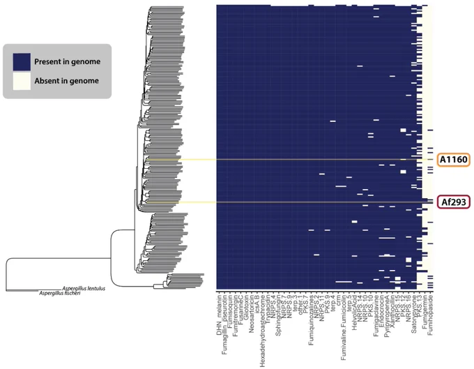 The BGCs of previously characterized secondary metabolism-producing genes in different isolates of A. fumigatus. The heatmap shows the presence (blue) or absence (cream) of various secondary metabolite GCFs across 264 A. fumigatus isolates. BGCs without compound names represent those that were previously documented genetically but never characterized metabolically. 