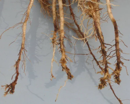 root damage on corn from nematodes