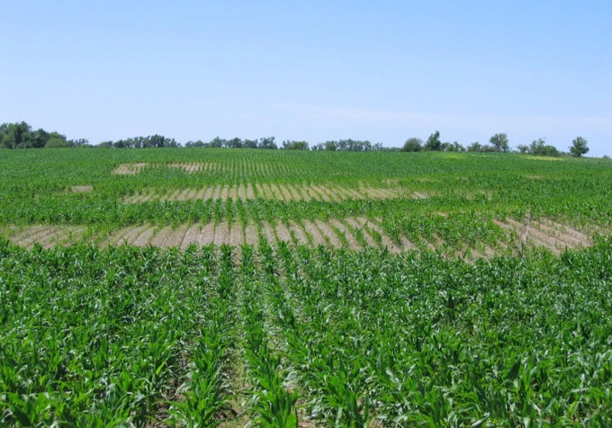 field with symptoms of nematode feeding