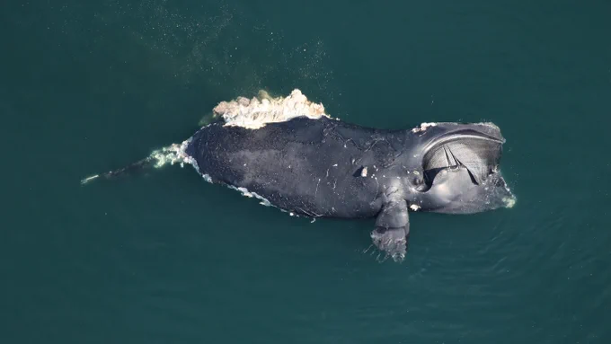 A dead female North Atlantic right whale, #1950, found floating approximately 50 miles offshore east of Back Bay National Wildlife Refuge, Virginia. Photo Credit: Clearwater Marine Aquarium Research Institute, taken under NOAA permit #24359. Aerial survey funded by United States Army Corps of Engineers.