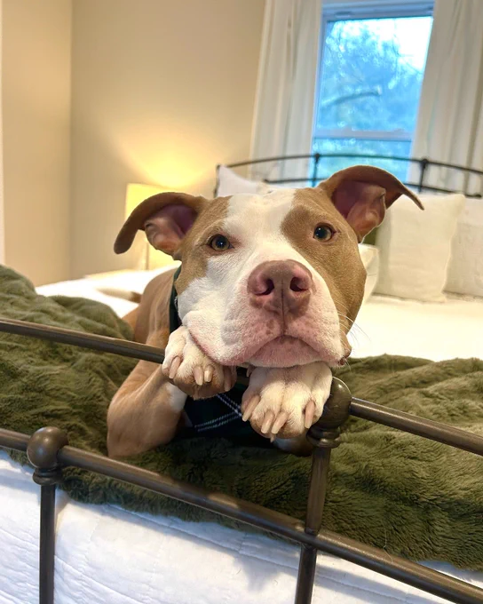 a sweet brown and white pittie pup is laying at the foot of a bed facing you. the pup’s ears flop out to the sides in two little arches, and his nose is a mottled mix of brown and pink. he has his front paws tucked up on the bed’s metal frame, and he’s resting his chin on his paws while he patiently waits for you. his elbows are resting on a very soft looking olive green blanket, and a great array of white pillows fill the head of the bed.