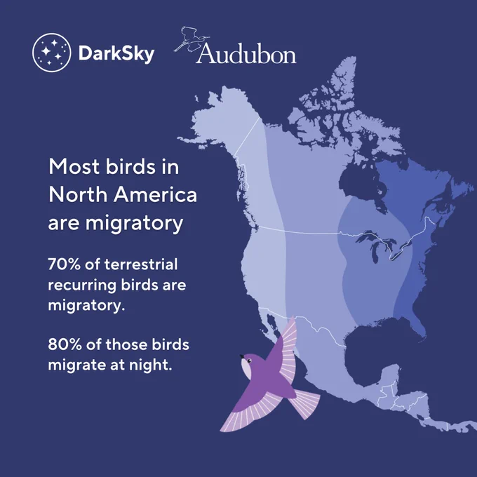 A graphic depicting an illustrated bird, a map of the flyways of North America and text reading: "Most birds in North America are migratory. 70% of terrestrial recurring birds are migratory. 80% of those birds migrate at night."