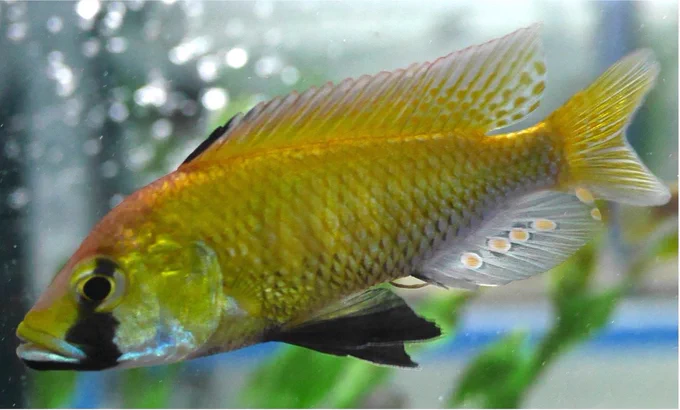 An Astatotilapia calliptera male. Credit: M. Emília Santos