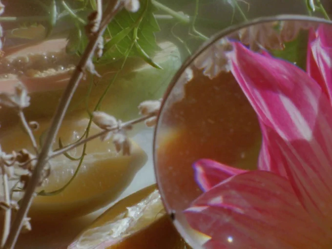 A still from "Parallel Botany" shows a magnifying glass enlarging the pink and white petals of a flower on the right at a close-up. Behind it on the left are small/large stems and slices of exotic fruit.