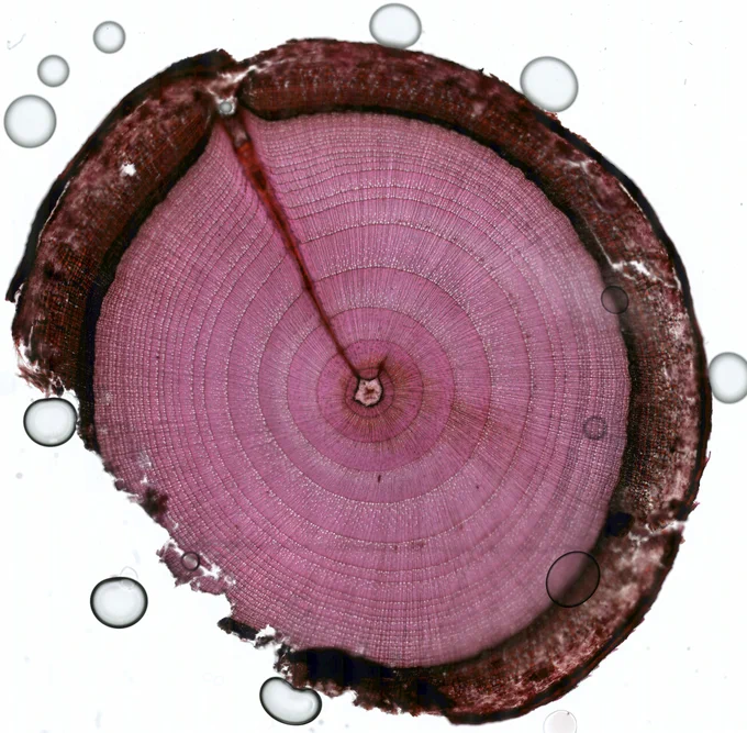 a cross-section of a tree highlighting annual growth rings