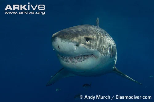 Photo of a Great White Shark in blue water.