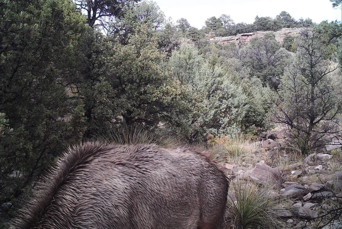 A trail camera image shows an up close image of an elk. In the forest and vegetation in the background, is an almost hidden mountain lion.