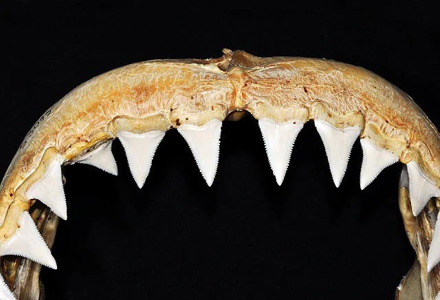 Photo of shark teeth as described in tweet. SERRATED.