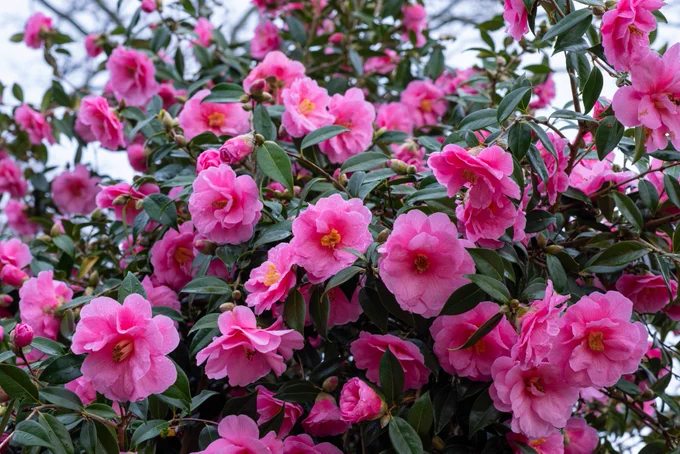 Pink Camellia x williamsii 'Donation' at RHS Garden Wisley. 