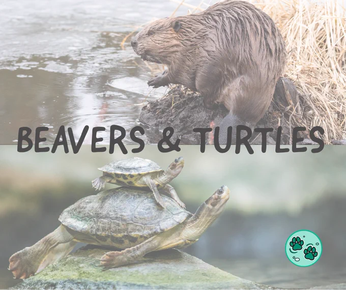 Beavers and Turtles text on a background featuring a beaver on a riverbank and a baby turtle sitting on top of an adult turtle