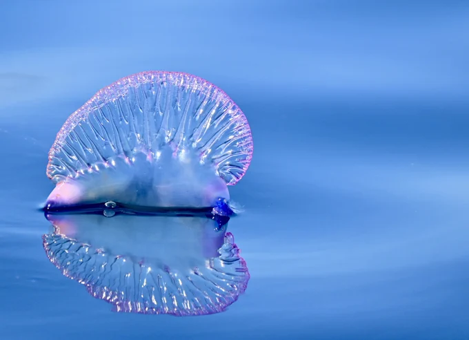 Picture of Portugese man o war on sea.