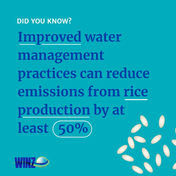 Improved water management practices can reduce emissions from rice production by at least 50%
