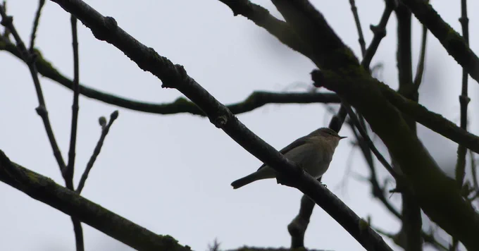 chiff chaff sitting in a tree on a grey day by Marianne Nicholson
