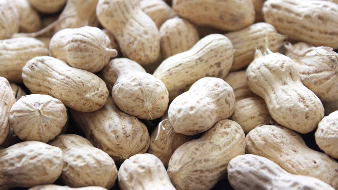 Photo of Alabama peanuts by the Auburn University College of Agriculture