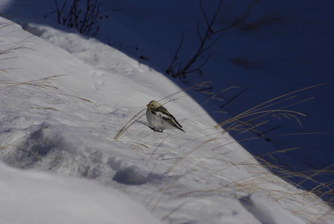 A snow bunting hunkers down on the snowy ground on a windy day.