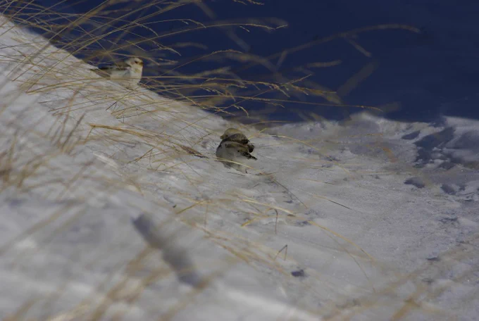 Two snow buntings rest on the snowy ground amongst last summer's dry grass.